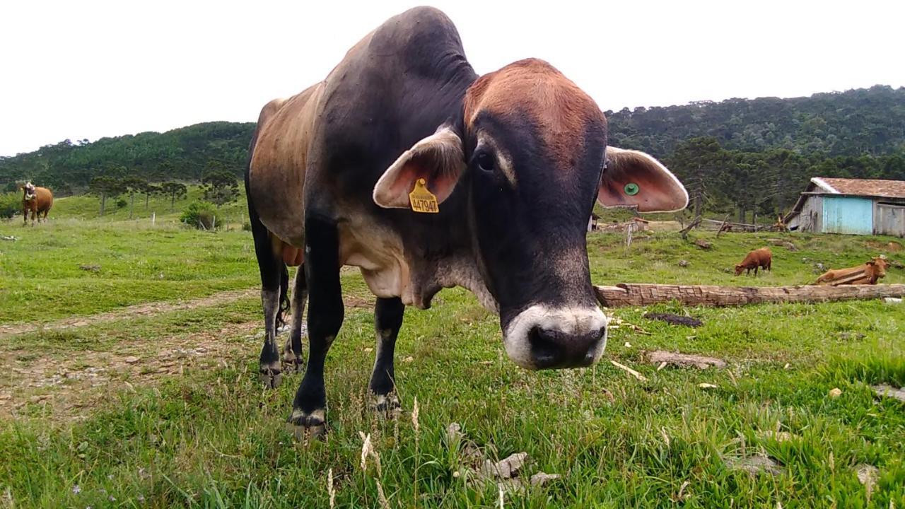 Cabanas Fazenda Da Raia Urubici Zewnętrze zdjęcie